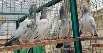 Pigeon available in reasonable price 3 Nr 4 Madyan 0308-5000940