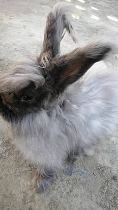 Giant English angora rabbit breeder pair