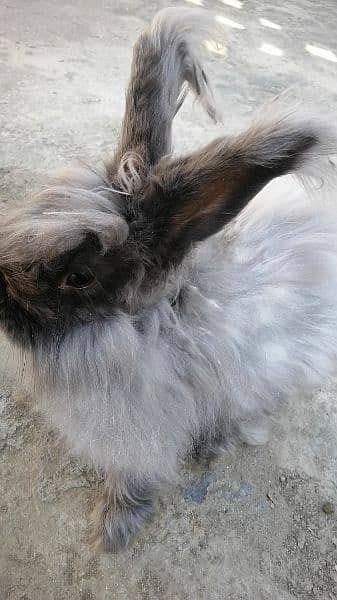 Giant English angora rabbit breeder pair 1