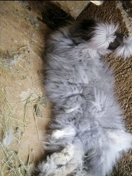 Giant English angora rabbit breeder pair 0