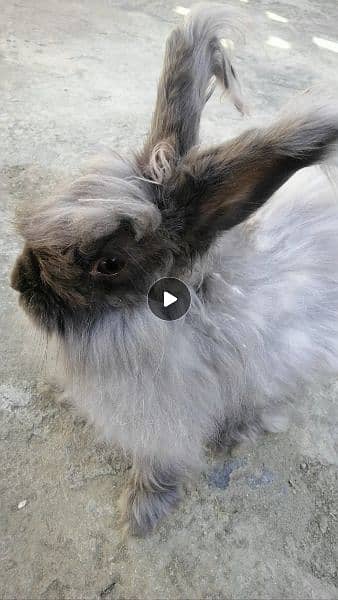 Giant English angora rabbit breeder pair 2