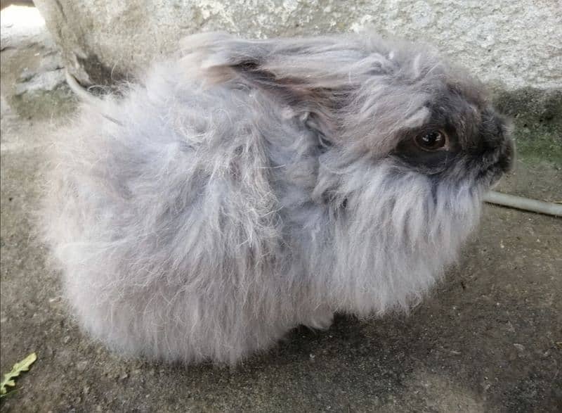 Giant English angora rabbit breeder pair 3