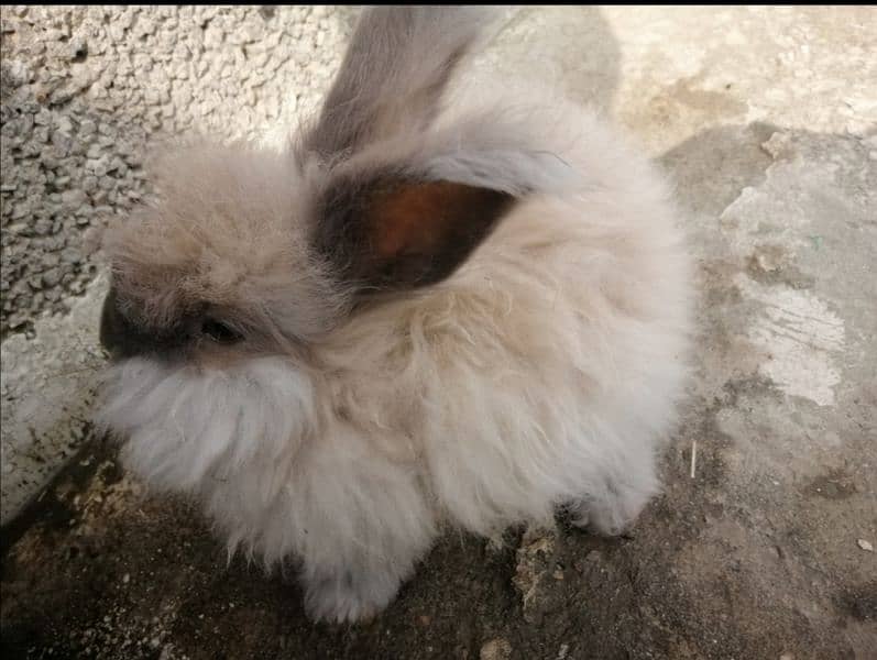 Giant English angora rabbit breeder pair 4