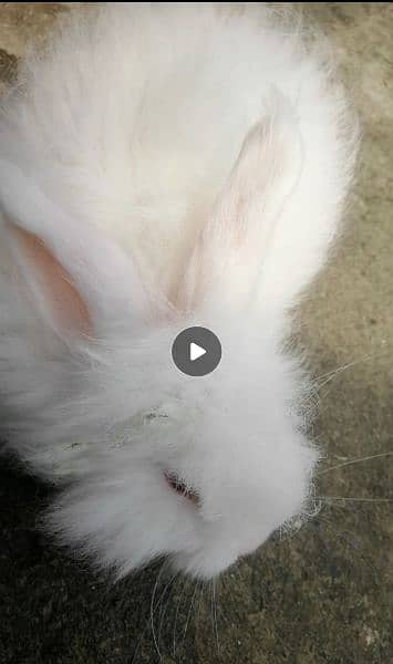 Giant English angora rabbit breeder pair 5