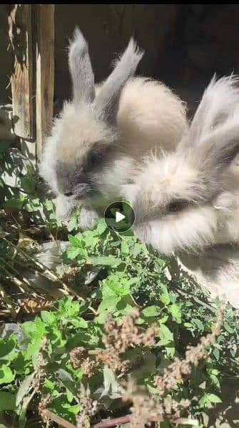 Giant English angora rabbit breeder pair 6