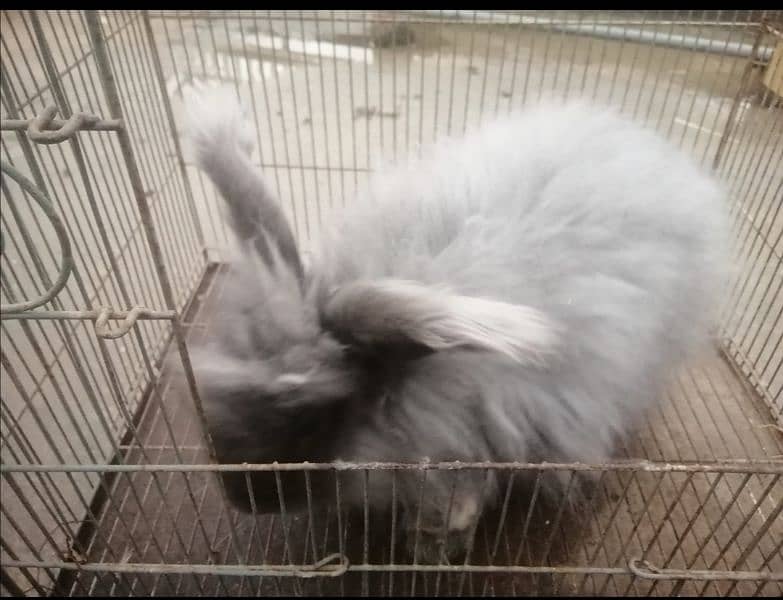 Giant English angora rabbit breeder pair 7