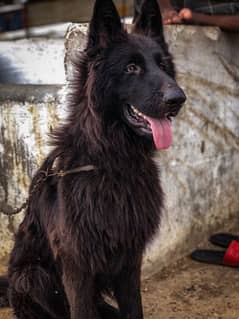 Belgian shepherd pedigree