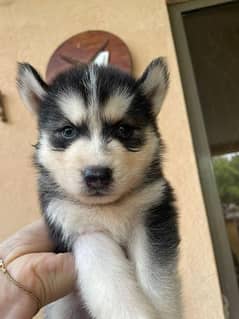 Husky For Sale