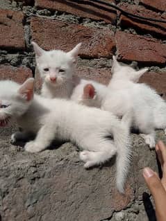 Persian Kittens