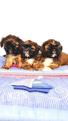 shih tzu puppies / Puppies / shitzu Dog / Dog for sale / shihtzu