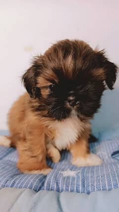 shih tzu puppies / Puppies / dogs for sale/Pug babies / shihtzu