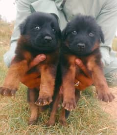 German shepherd puppies for sale / puppy / GSD pup / german shepherd