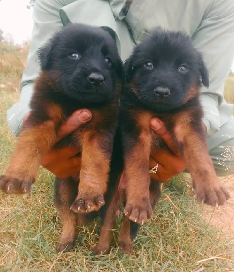 German shepherd puppies for sale / puppy / GSD pup / german shepherd 0