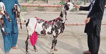 2 Bachon Wali Bakri Sale Call 03460421993 0