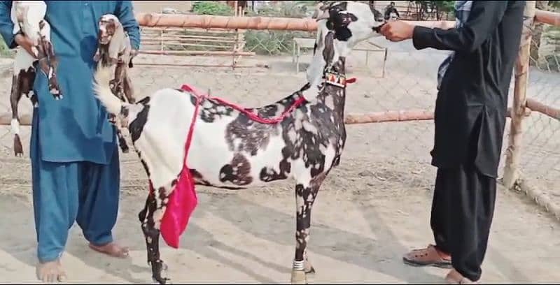 2 Bachon Wali Bakri Sale Call 03460421993 1