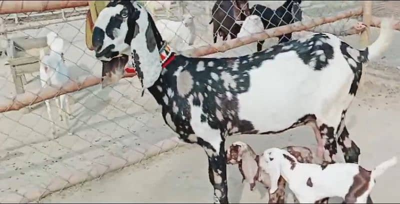 2 Bachon Wali Bakri Sale Call 03460421993 2