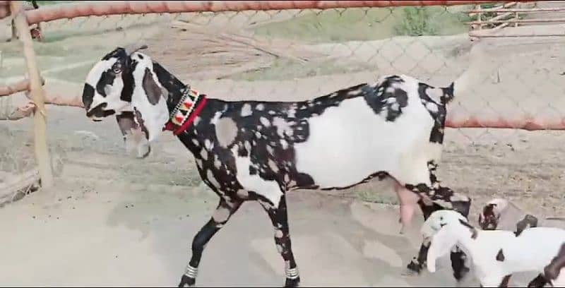 2 Bachon Wali Bakri Sale Call 03460421993 4