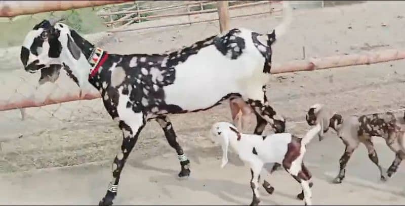 2 Bachon Wali Bakri Sale Call 03460421993 5