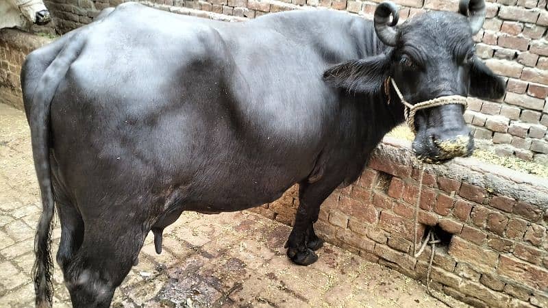 2 Nili Ravi Buffalo for sale 0