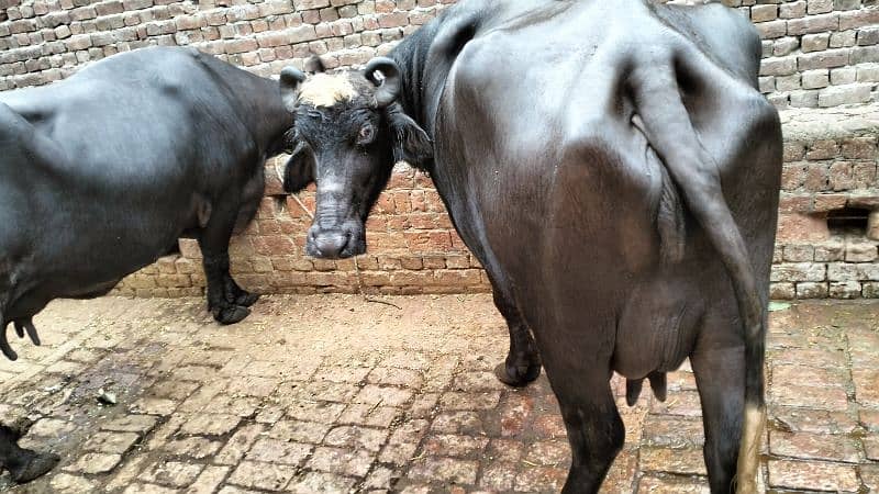 2 Nili Ravi Buffalo for sale 2