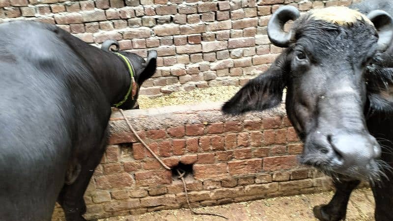 2 Nili Ravi Buffalo for sale 4