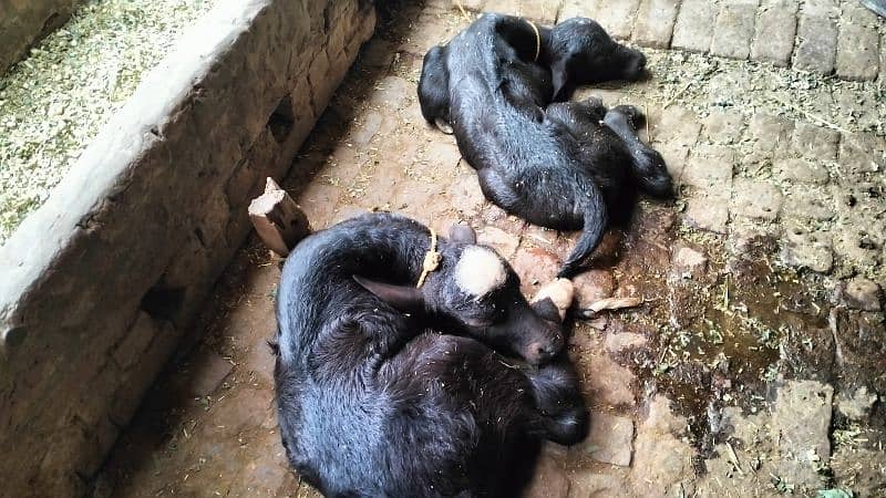 2 Nili Ravi Buffalo for sale 9