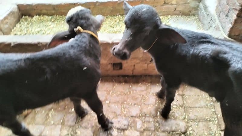 2 Nili Ravi Buffalo for sale 10