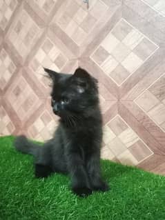 Black Pershion Female Kitten For sale