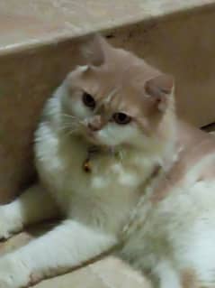 Persian cat pair for sale. .