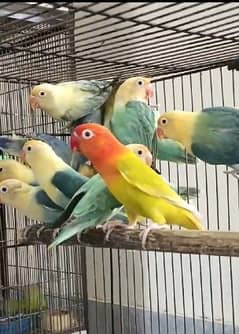 Caremino|Albino red eyes / split|Decino|palefallows | love bird | Cage