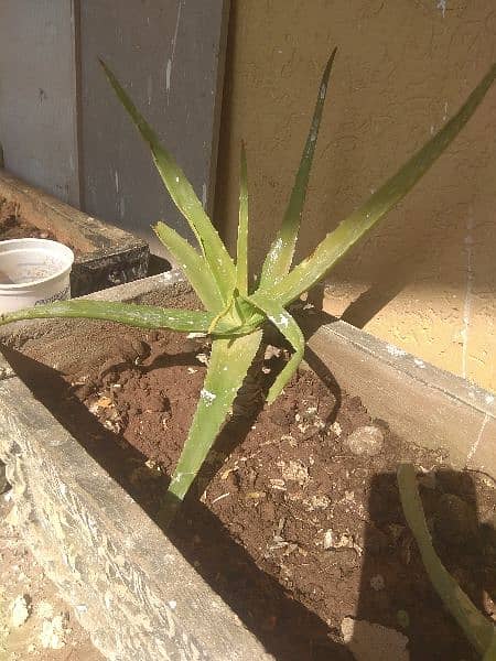 Rose & Aloe Vera Plant For Free 4