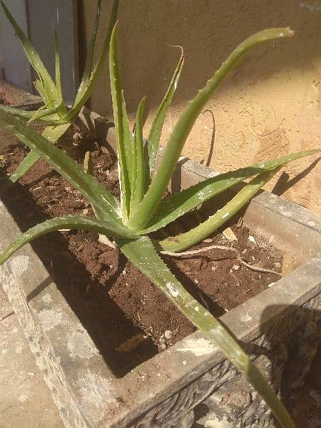 Rose & Aloe Vera Plant For Free 5