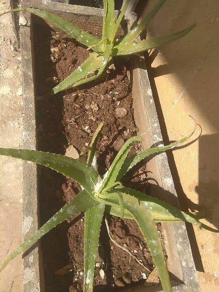 Rose & Aloe Vera Plant For Free 7