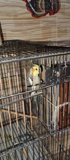 cocktail parrots for sale