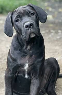 cane corso