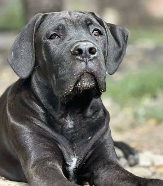 cane corso 1