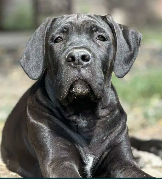 cane corso 2