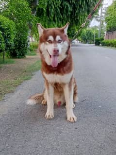 Husky Malamute