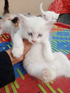 Blue eyes and golden eyes kitten