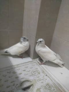 Qabli breeding pair