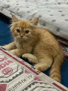 persian kitten for sale