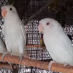 Albino /Lotino pas,  Fishri, opline