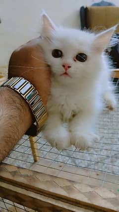 White persian Cat