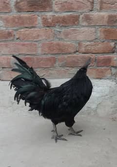 Ayam Cemani Grey Tongue Bareeder Pair For Sale