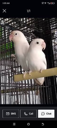 albino black eye breader pair he