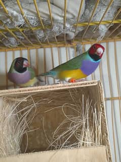 Gouldian Breeder Pair