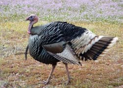 Turkey bird