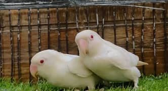 albino red eyes breader love birds