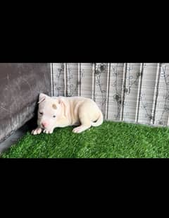 American bully puppies