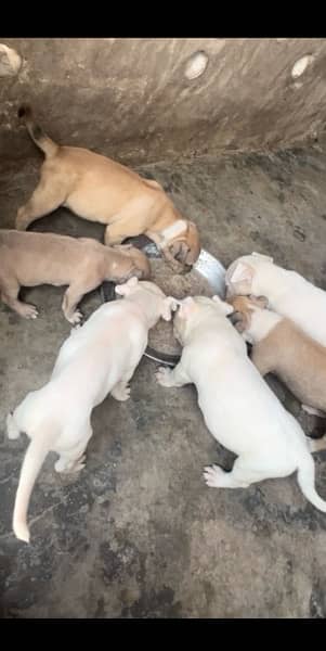 American bully puppies 1